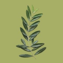 Olio extraverginedi oliva